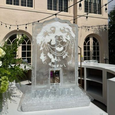 dog luge